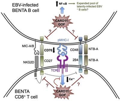 Impaired Control of Epstein–Barr Virus Infection in B-Cell Expansion with NF-κB and T-Cell Anergy Disease